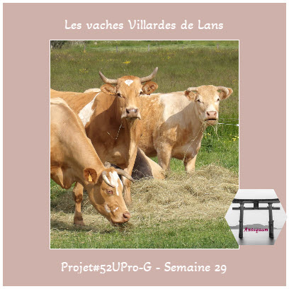 Semaine 29 Une race ovine régionale